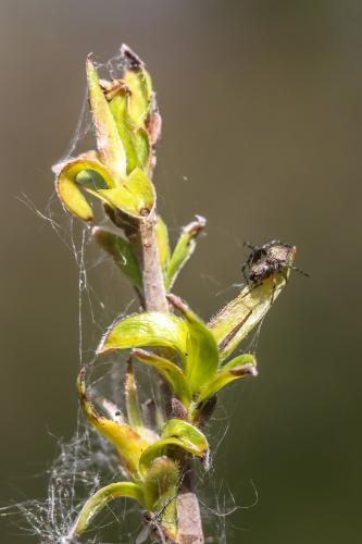 Réf. 297 421 : Araneus (sturmi-triguttatus)